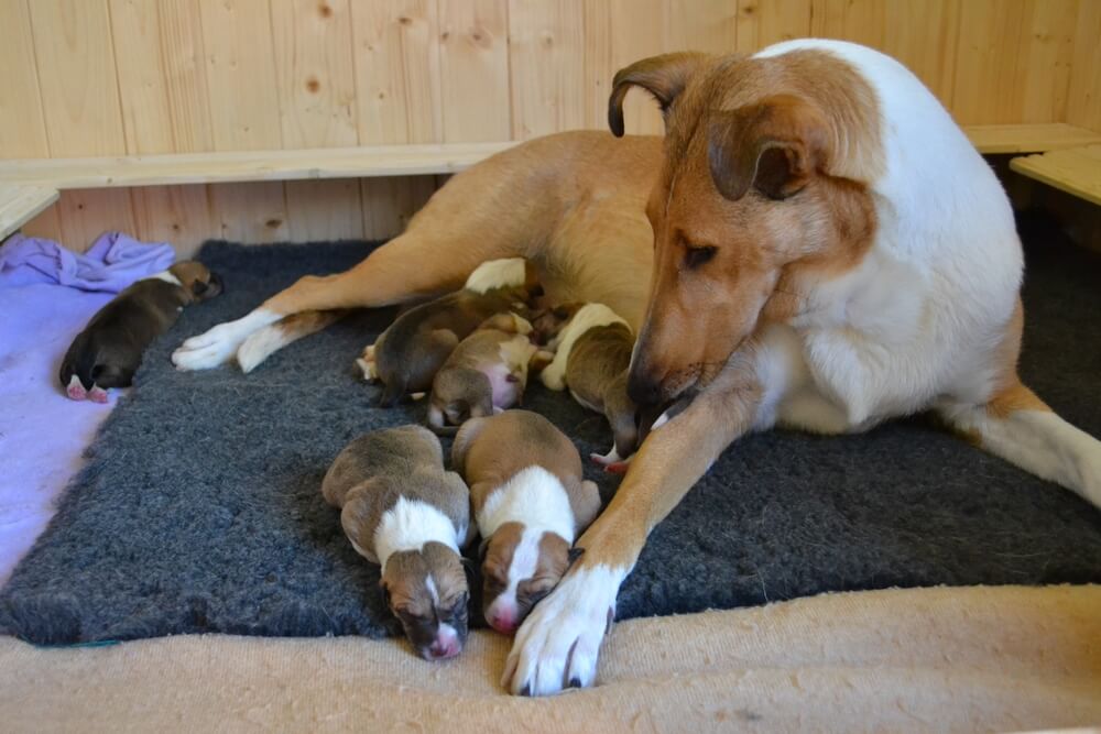 Máme štěňátka – vrh „A“ Wide Park