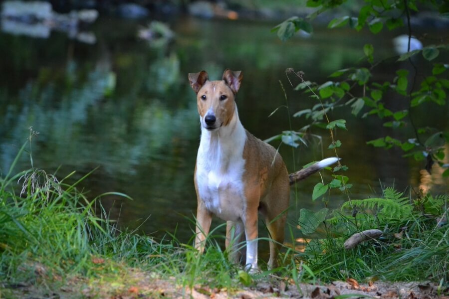 Štěňátka jsou v nových domovech