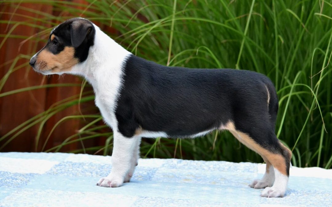 Brassica Wide Park – nová posila týmu