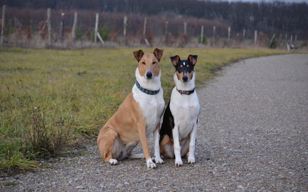 Nové fotky Ebi a Brassi