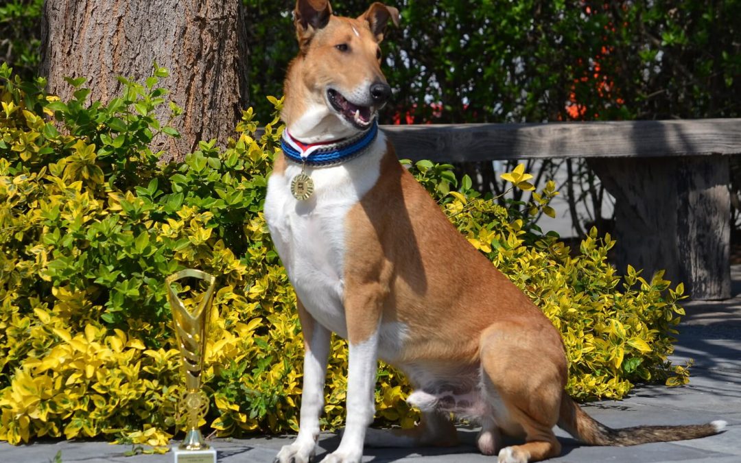 Aki se stal Českým šampionem