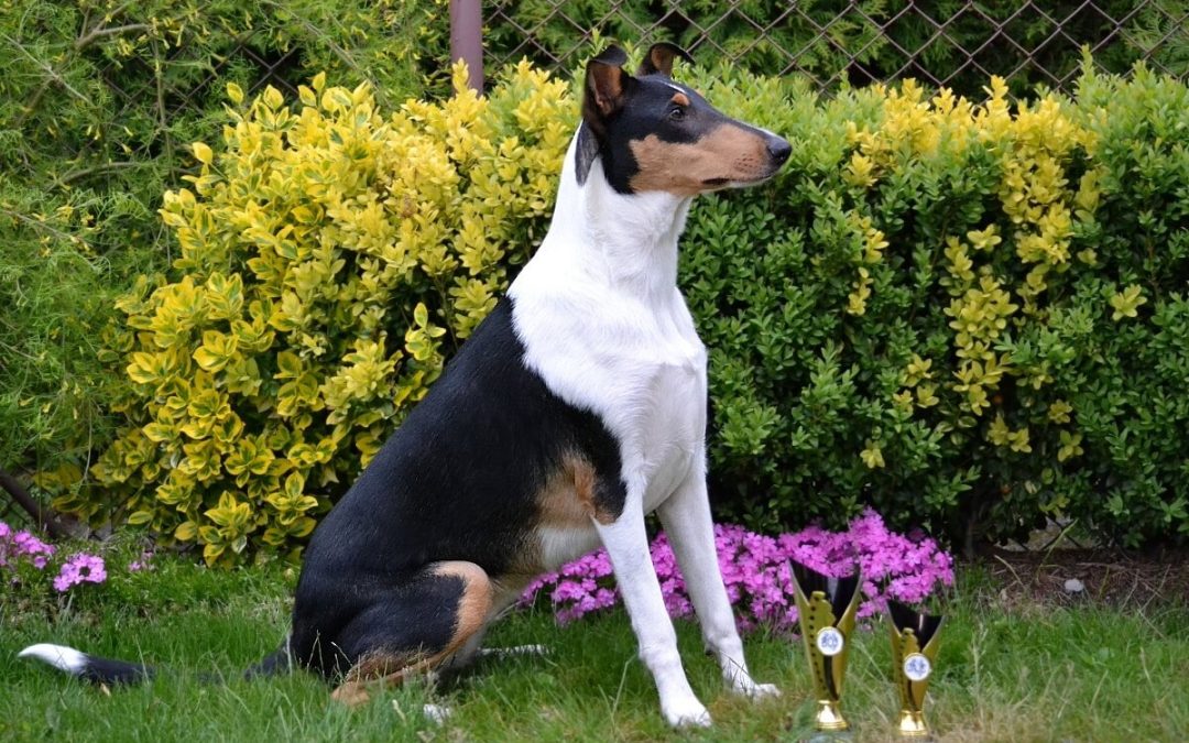 Klubová výstava Chropyně 11.5.2019