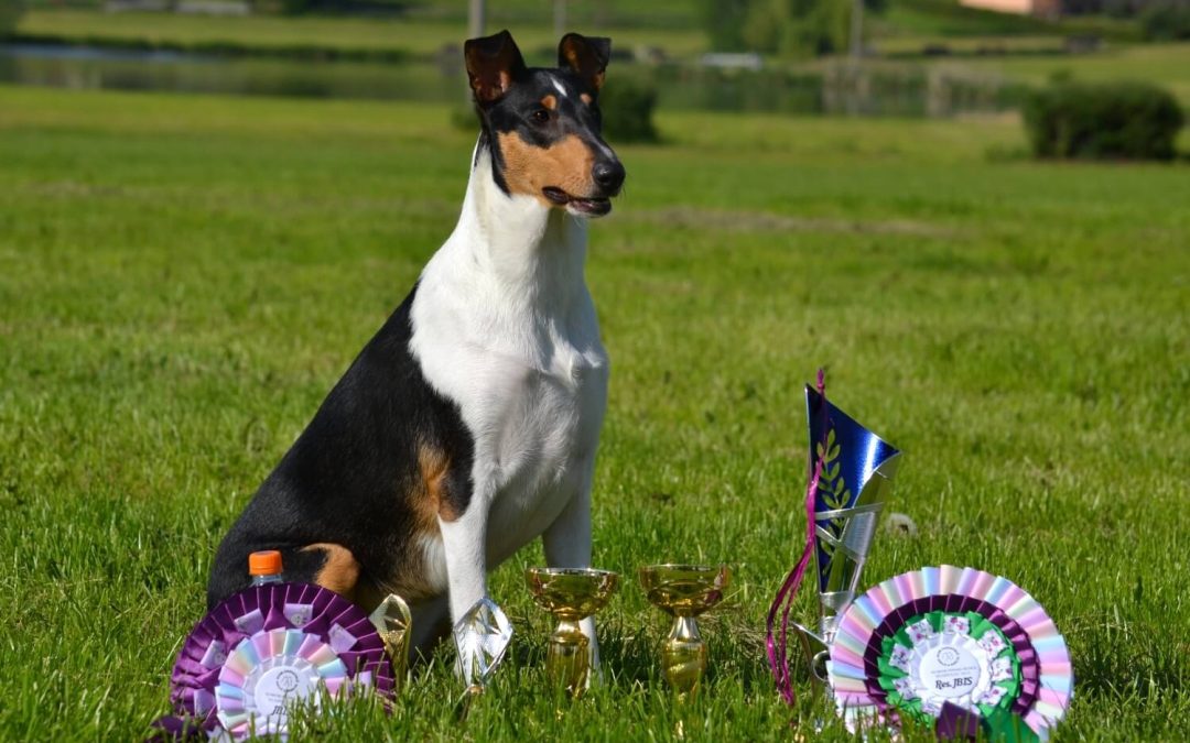 Klubová výstava KCHCS Humpolec 1.-2.6.2019