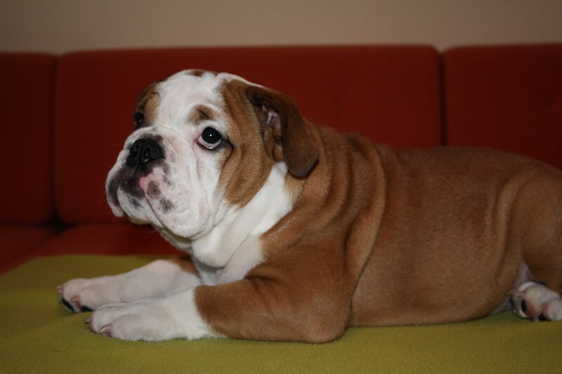 Fíba, 28.7.2008 – 21.6.2019