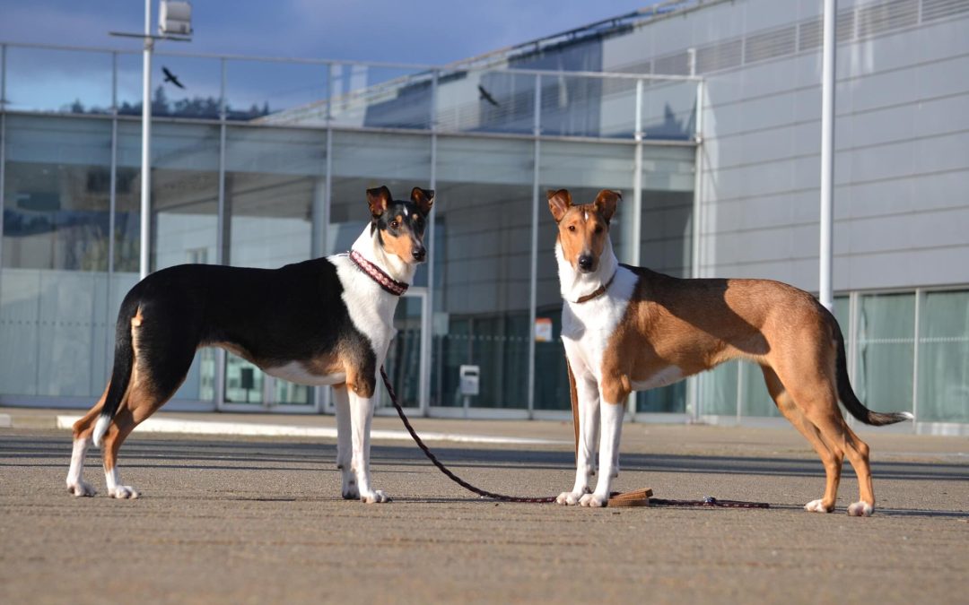 Výstavy Brno – leden a únor 2020