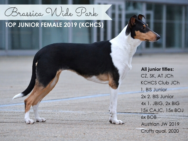 Brassica Wide Park – Nejlepší mladá fena 2019