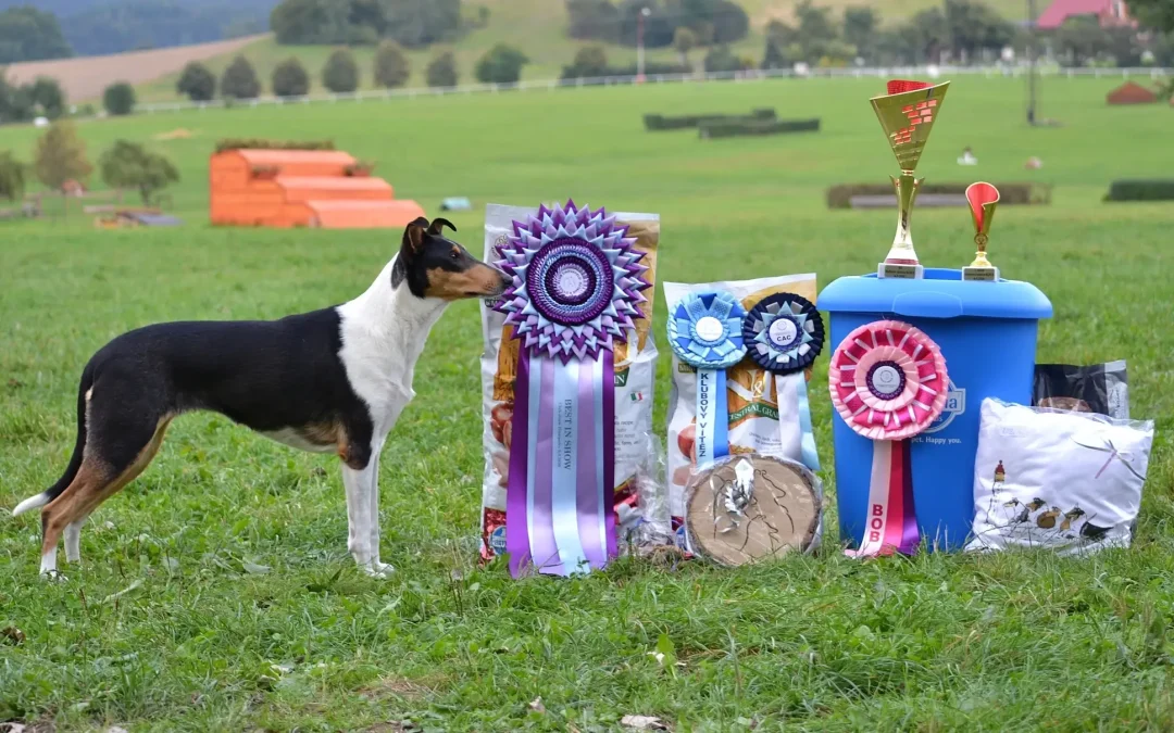 Výstavy v září 2020 – Olomouc, Humpolec, Chropyně, Tulln