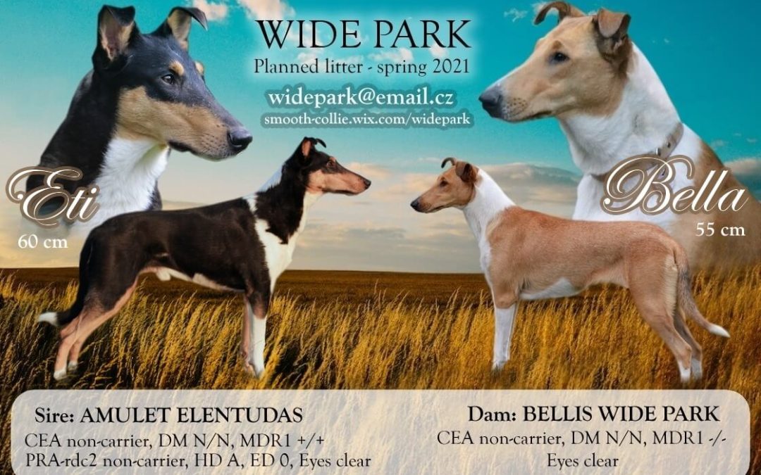 Bellinka je nakrytá – plánovaný vrh „C“ Wide Park