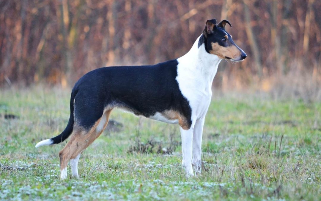 Časosběrné video našich kolií