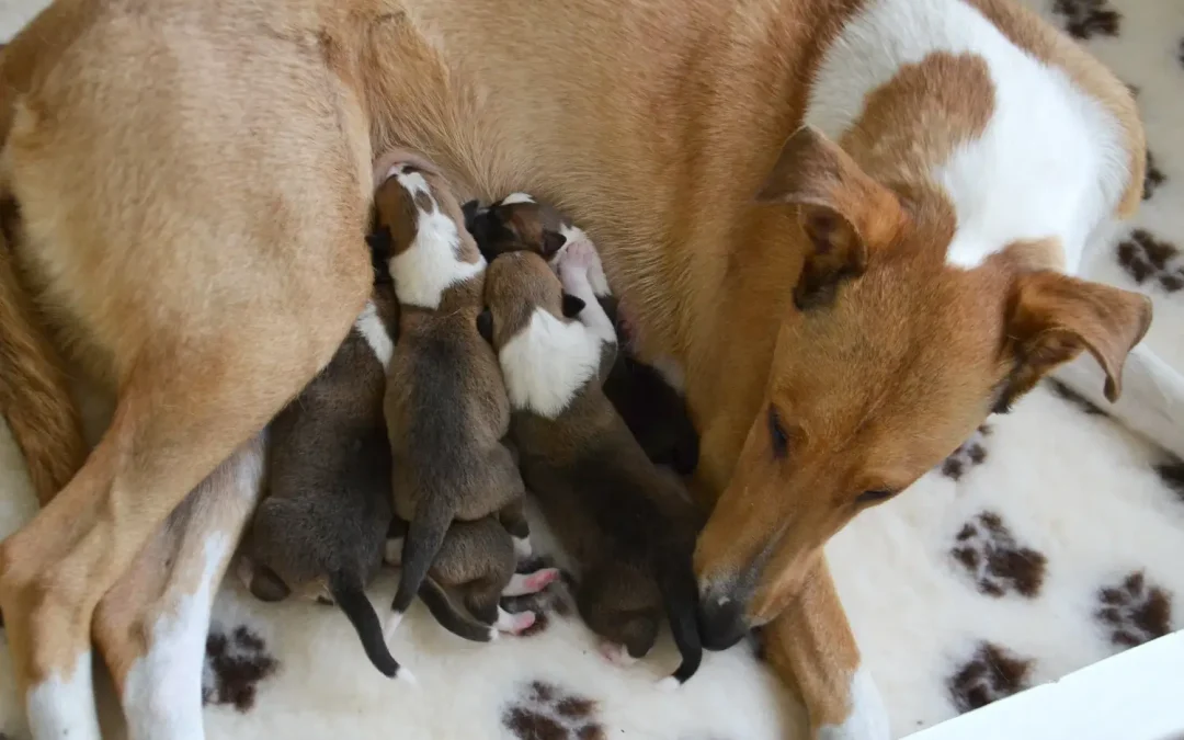 Vrh „C“ Wide Park je na světě!