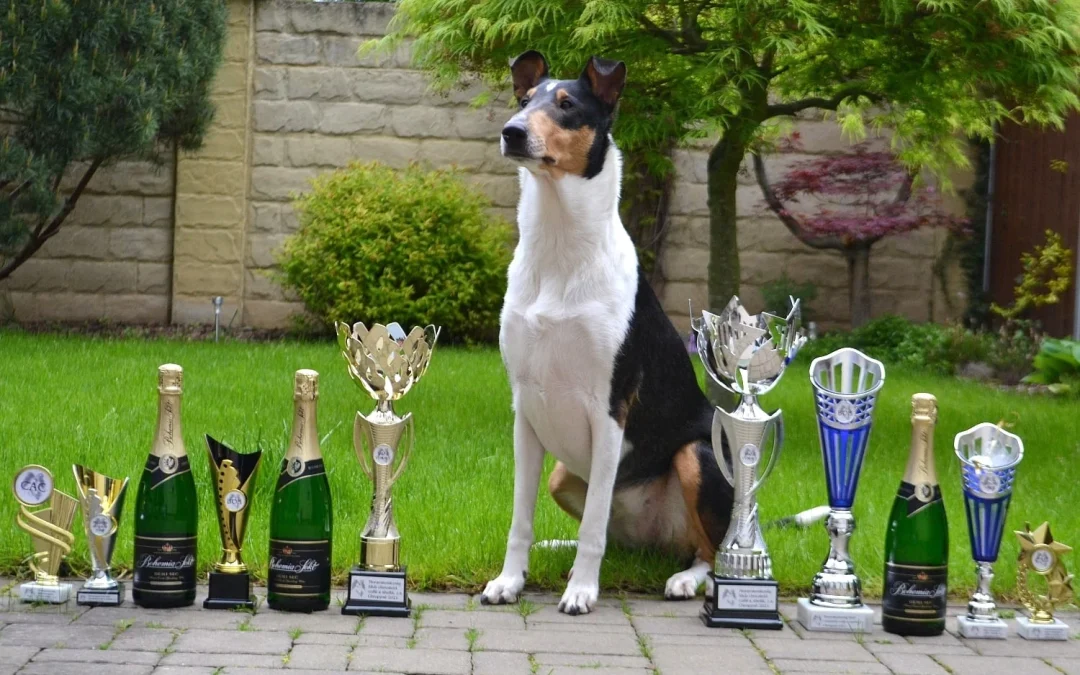 Klubová výstava Chropyně – Brassica 2x BEST IN SHOW