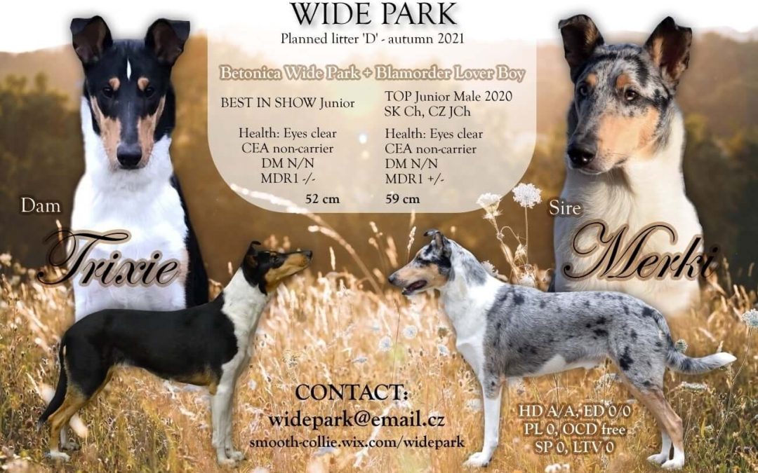 Trixie je březí – očekáváme vrh „D“ Wide Park