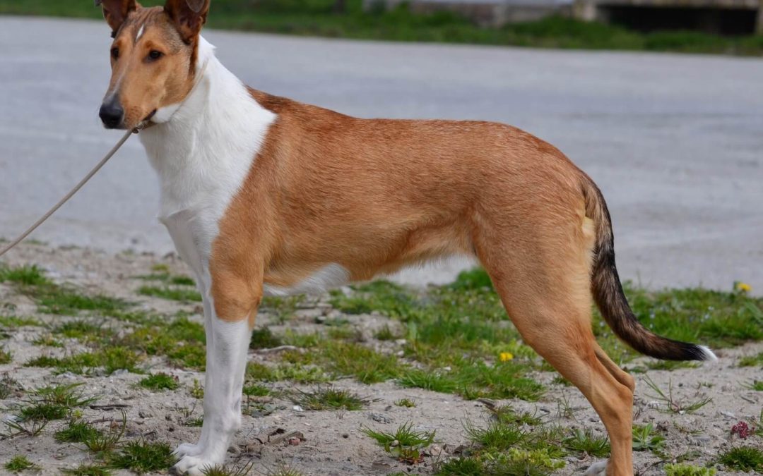 Butia je Český Grandšampion a Šampion ČMKU