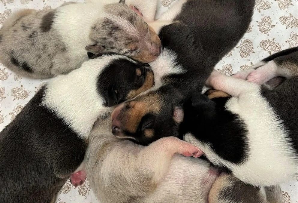 Vrh „D“ Wide Park je na světě!