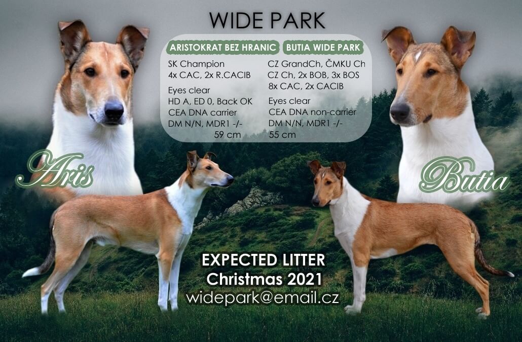 Butinka je březí – očekáváme vrh „E“ Wide Park