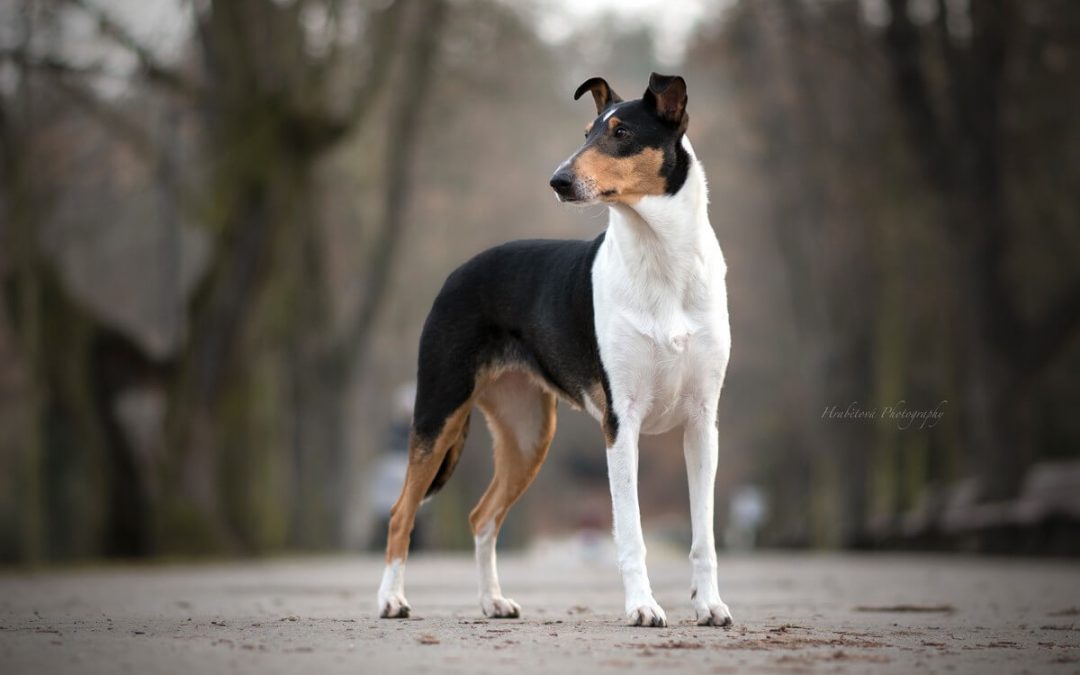 Nové fotky Brassinky ze Stromovky