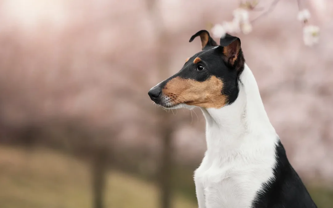 Výstavy Nitra a Brno – Drosera Wide Park