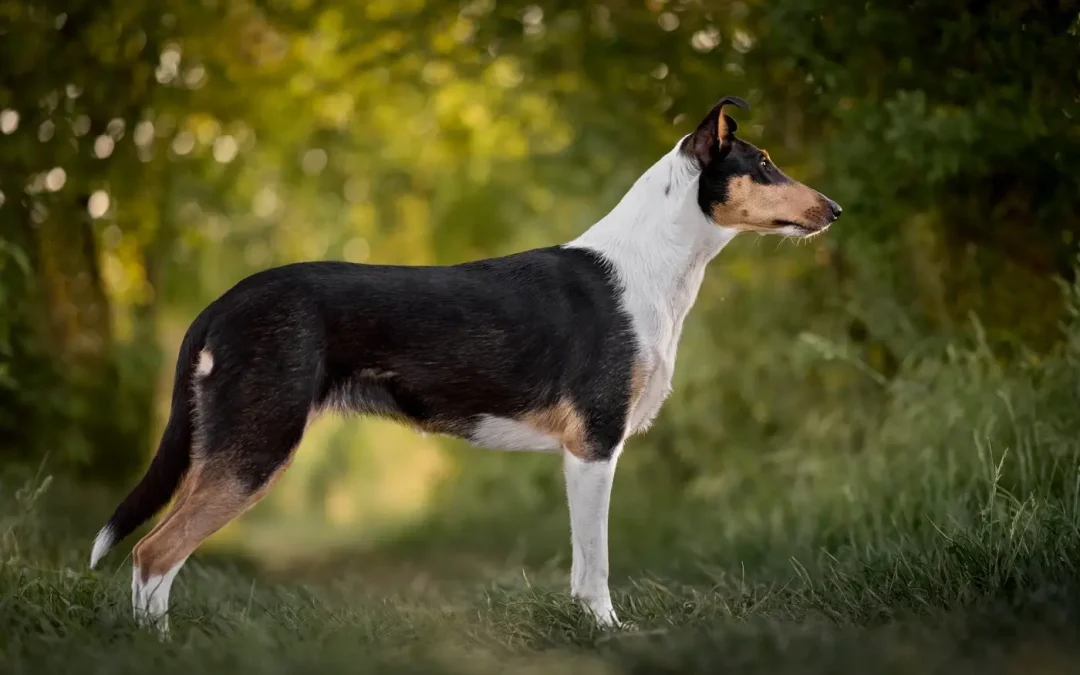 Drosera vyhrála světovou výstavu v Madridu!