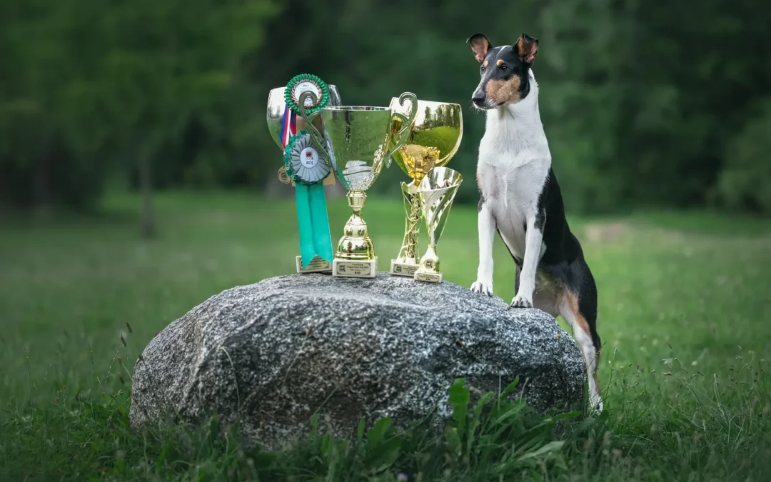 Mezinárodní výstava Praha 5.-7.8.2022