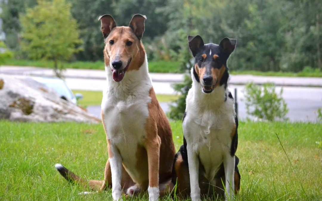 Plánovaný vrh „F“ Wide Park – máme nakryto