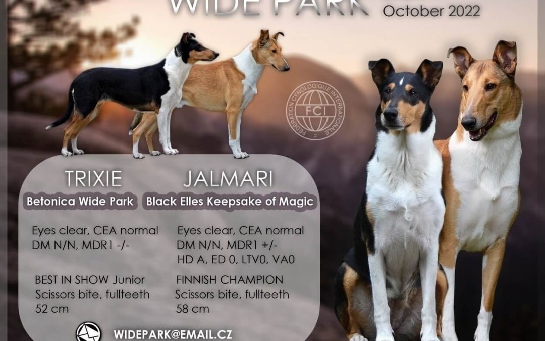 Trixie je březí – očekáváme vrh „F“ Wide Park