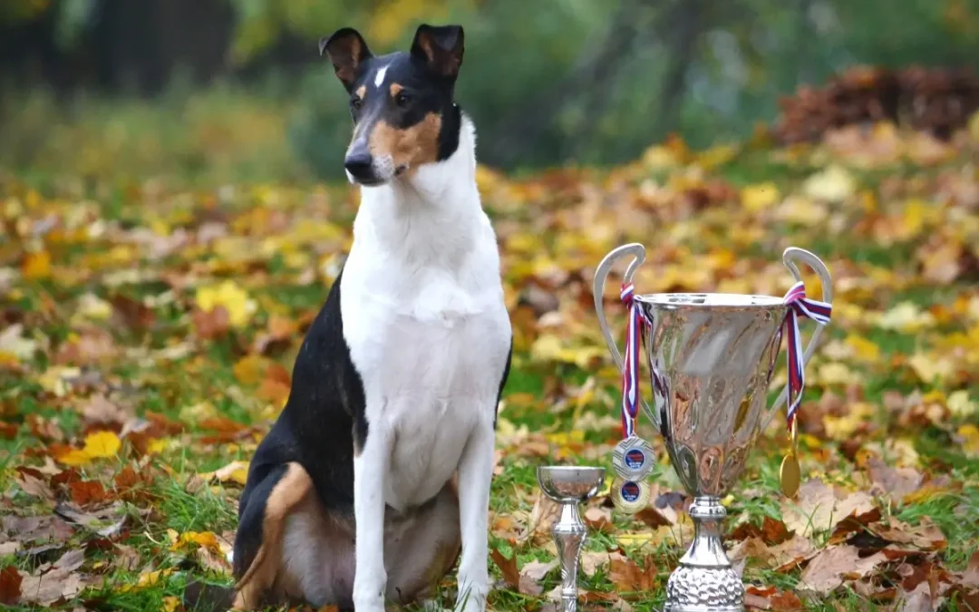 Mezinárodní výstavy Komárom (HU) a Bratislava (SK)