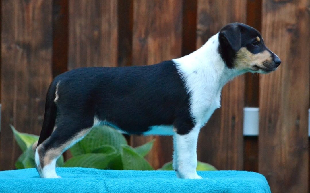 Grewia Wide Park – nová posila týmu