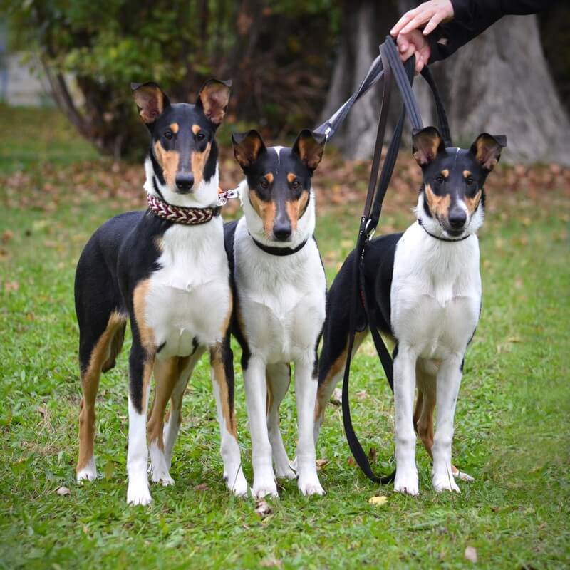 Mezinárodní výstava Bratislava 27. – 29.10.2023