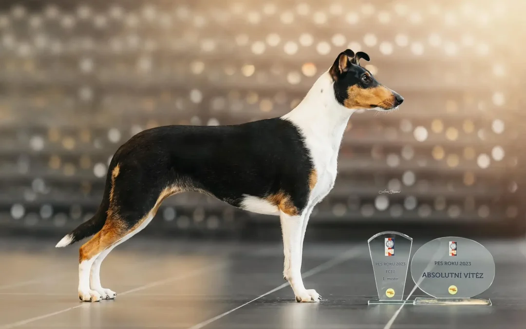 Drosera Wide Park je PES ROKU 2023 ze všech 10 FCI skupin