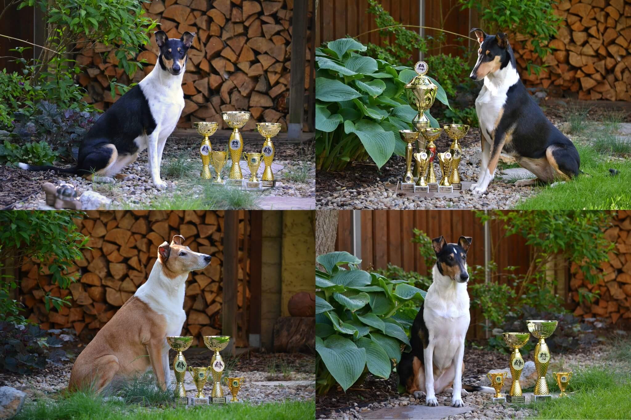 Klubová výstava Chropyně 11.-12.5.2024