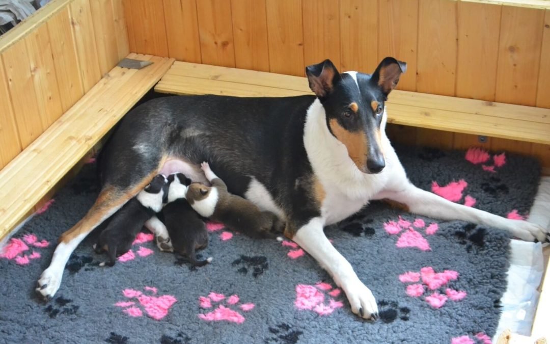 Vrh „H“ Wide Park je na světě!