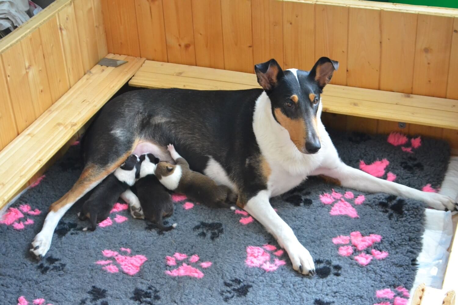 Vrh „H“ Wide Park je na světě!